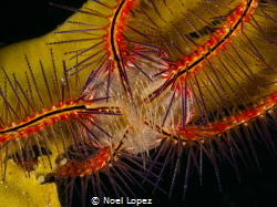 brittle star,panasonic lumix GH4,olympus lens 60mm macro,... by Noel Lopez 